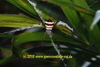 Thailand - Argiope spec.