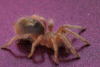 Grammostola rosea 2. FH