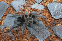 Grammostola pulchra 1.0