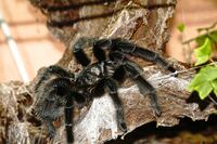 0.1 Grammostola grossa