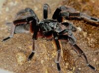 1.0 Grammostola anthracina