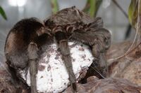 Grammostola pulchra