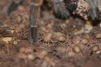 Grammostola rosea (bcf)