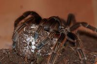 Grammostola rosea (rcf)