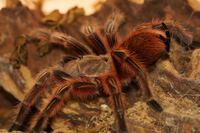 Grammostola rosea 0.1 (rcf)